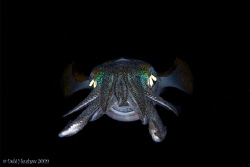"The Smiler" This playful squid was definately smiling at... by Debi Henshaw 